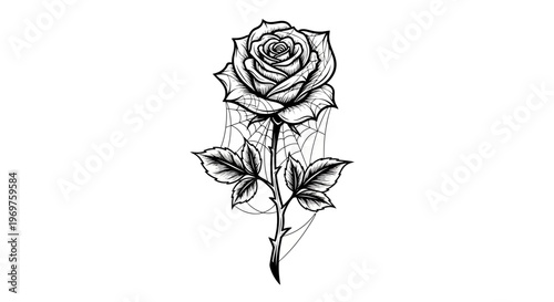 Black and white drawing of a rose with spiderwebs