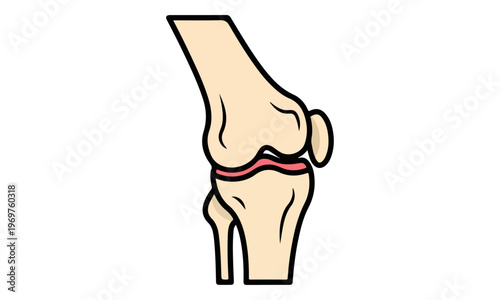 Human knee joint anatomy vector illustration isolated on white