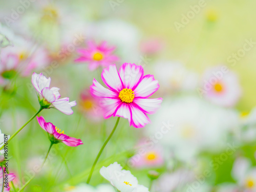 鮮やかなピンクの縁取りのコスモス。秋の公園や花壇を彩るコスモスのある風景。背景。自然風景素材。