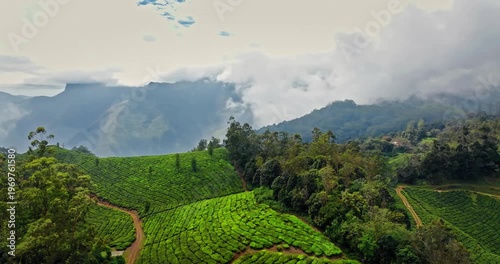 Wallpaper Mural Aerial view of Tea Plantation hill in Munnar, Kerala, India. Cinemati Aerial View of Munnar. Aerial view of a tea plantation in Munnar. The beautiful Western Ghats mountain range in Kerala Torontodigital.ca