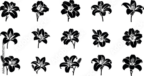 Black and white lilies on white background flowers silhouettes floral