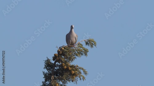 Wildlife - birds. Eurasian collared dove (Streptopelia decaocto) habitats include forest edges, open wooded areas, agricultural areas, and fertile plains. They usually feed on seeds.