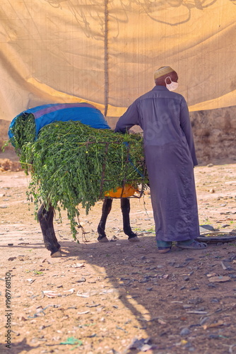 Unrecognizable elderly Amazigh man loads his donkey with alfalfa at the central souk's ass parking lot, after the Tuesday market. Rissani-Morocco-160