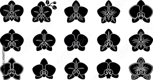 Black orchid flower white silhouettes