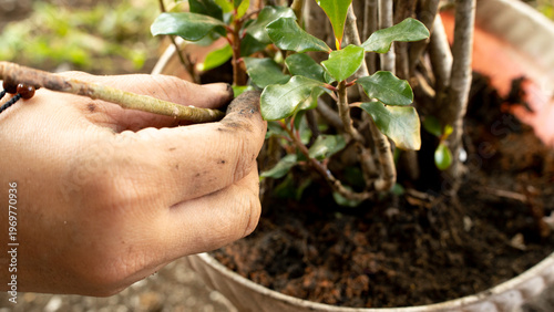 Obraz na płótnie Hands carefully tamping down soil around a freshly planted green bush