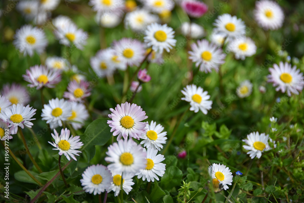 Fototapeta premium A picturesque meadow strewn with numerous small daisies with bright yellow centers white petals Bellis perennis green foliage flowers grass nature flora