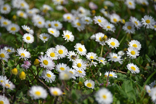 Obraz na plátne A picturesque meadow strewn with numerous small daisies with bright yellow cente