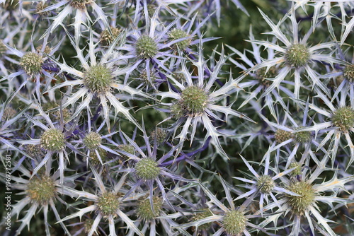 Photography Blue thistles or eryngium in a garden in summer