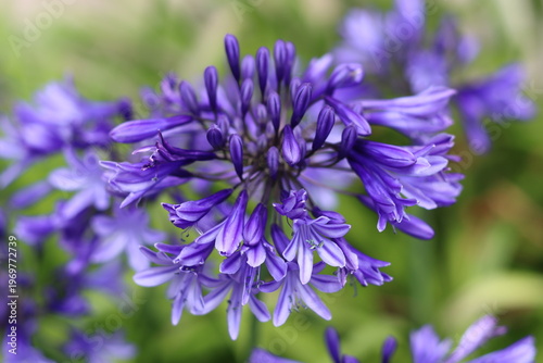 Foto Close up of a blue agapanthus flower