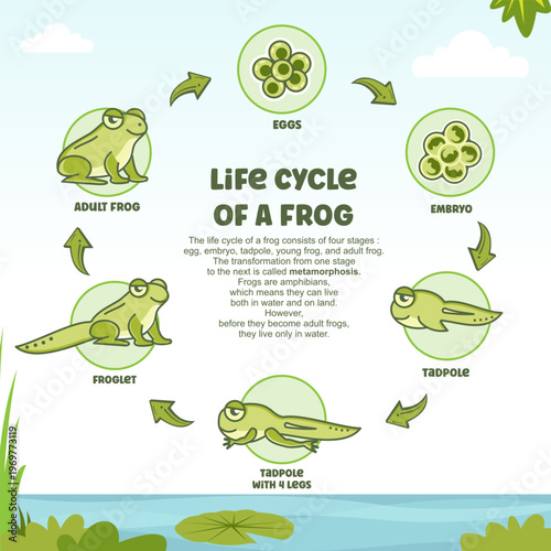Educational Diagram of Frog Metamorphosis Stages from Egg to Adult