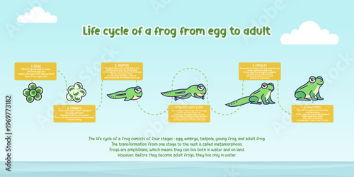 Life cycle of a frog infographic from egg to adult stage