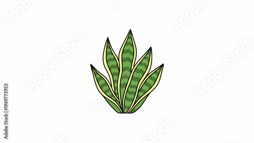 Snake Plant Sansevieria Vector Illustration on White Background