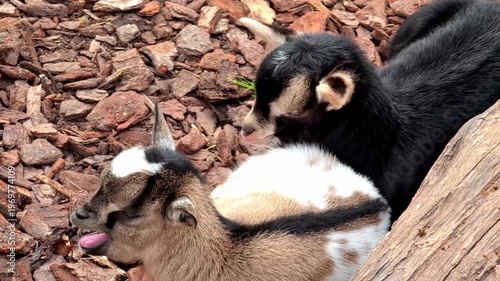 Two young goats, one black and white and the other tan and white, rest together on wood chips in a natural outdoor setting. One kid yawns. Farm life and countryside concept.