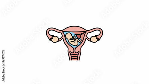 Human Fetus inside Uterus Medical Vector Illustration