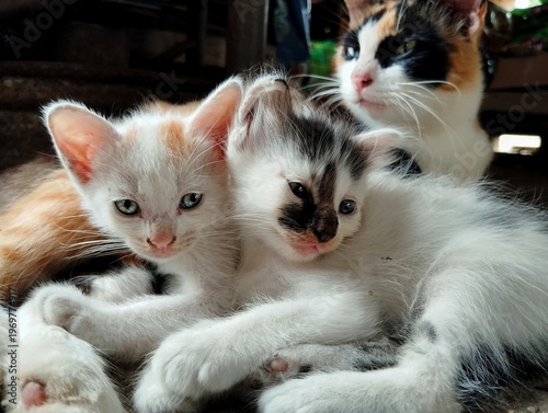 Two little kittens with their mother