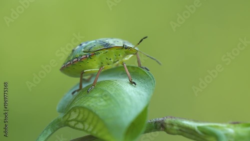 Close-up footage of a green skunk beetle.