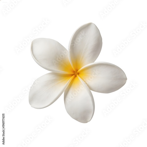 White Frangipani Plumeria Flower Isolated