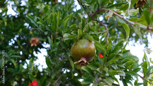 pomegranate fruit on tree