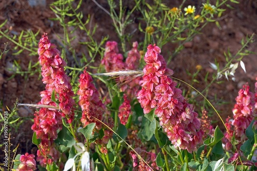 Bladder dock, or Rumex vesicarius, wild plants, in Attica, Greece