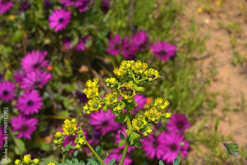 Common rue, or Ruta graveolens plant and bees, in a garden, in Attica, Greece