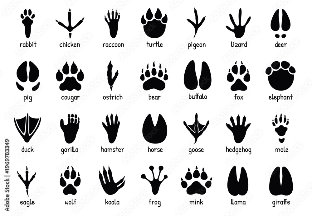 Obraz premium Animal footprints. Wild, domestic pet paw prints, feet and claws imprint. Cat, dog and bear, raccoon and turtle, pigeon and lizard, pig black foot stamps. Fox and elephant, wolf and koala vector set