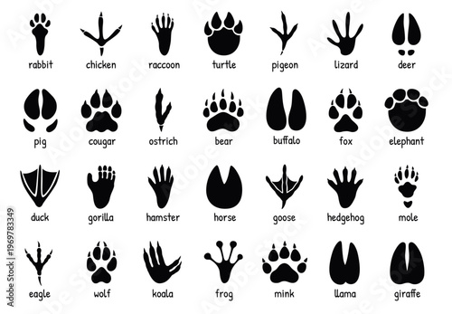 Animal footprints. Wild, domestic pet paw prints, feet and claws imprint. Cat, dog and bear, raccoon and turtle, pigeon and lizard, pig black foot stamps. Fox and elephant, wolf and koala vector set