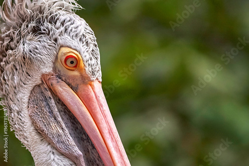 Pelican portrait in the zoo             