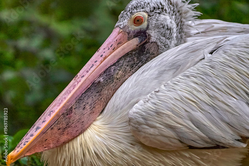 Pelican portrait in the zoo             