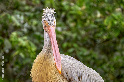 Pelican portrait in the zoo             