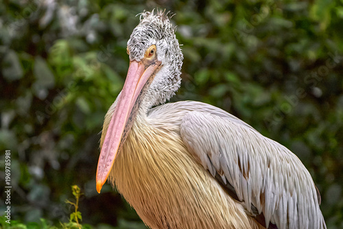 Pelican portrait in the zoo             