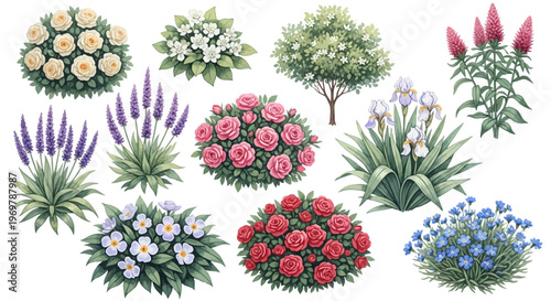 Collection of beautiful blooming flowers and plants for garden and landscaping decoration