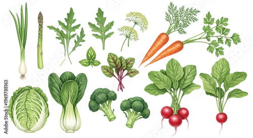 A vibrant collection of fresh, healthy, and delicious vegetables including carrots, broccoli, bok choy, cabbage, radishes, asparagus, chives, and greens