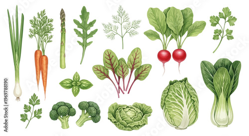 Collection of Fresh, Vibrant, and Healthy Vegetables, Beautifully Illustrated