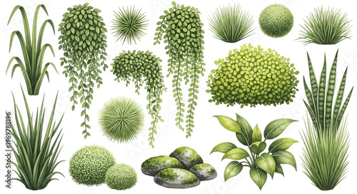 Diverse collection of vibrant green plants, shrubs, and ornamental grasses for landscape design and botanical illustrations. Variety of potted and hanging greenery elements