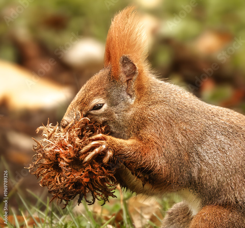 Eichhörnchen frisst eine Waldhasel