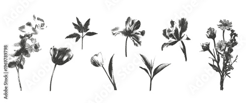 Photocopy stipple flowers set. Spring floral elements with orchid, sprout, cherry blossom, tulip. Retro grunge faded gritty noise texture. Vector illustration. 