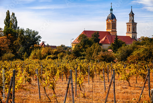 Golden vineyard rows stretch toward a village church beneath soft autumn light and a pale blue sky, Modra, Small Carpathian Wine Route, Slovakia.