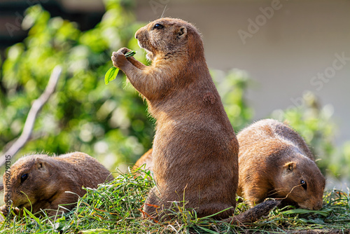 Three social prairie dogs gather on fresh grass while one stands upright holding green leaves.