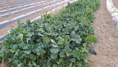 overwintered korean winter greens with small yellow flowers in a vegetable garden