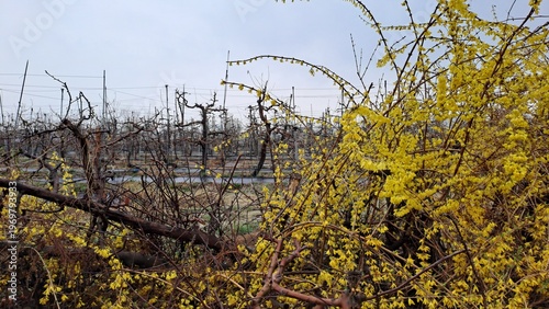 bright yellow forsythia flowers blooming on an apple orchard fence in spring