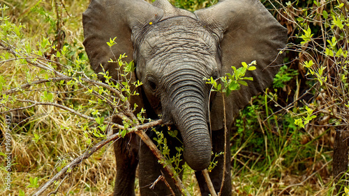 Baby African elephant calf eating green leaves from a bush in natural habitat, close-up, wildlife photography