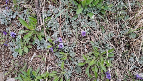 wild purple violet flowers blooming among dry grass and green leaves in spring