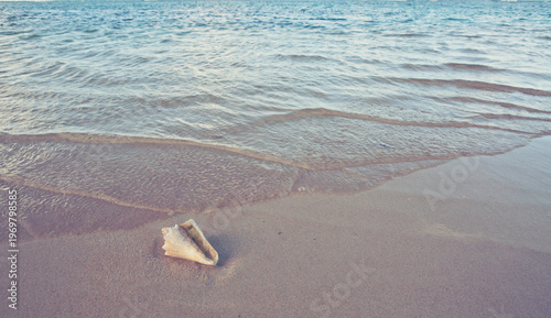 Sea shell on tropical beach. Summer sea landscape.