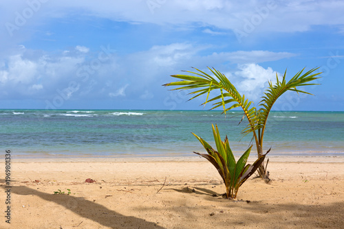 Caribbean sea and palm leaves .