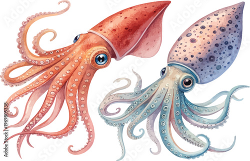 Watercolor Squid Clipart, Underwater Sea Creature Illustration, Isolated on White