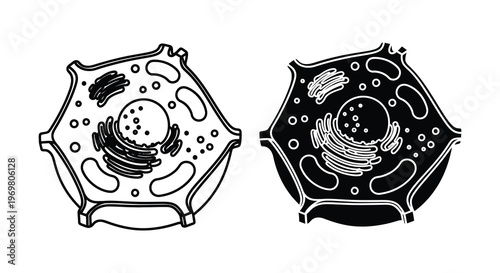Detailed illustrations of animal cells showcasing internal structures silhouette high quality