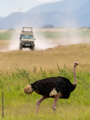The male ostrich moves through the tall grass of Amboseli.