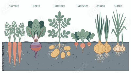 Flat vector illustration of root vegetables including carrots, beets, potatoes, radishes, onions and garlic growing in soil, illustrating educational biology and Sustainable agriculture