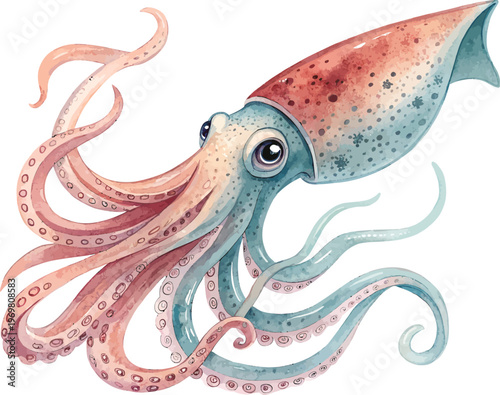 Watercolor Squid, Deep Sea Creature Clipart, vector illustration isolated on white background
