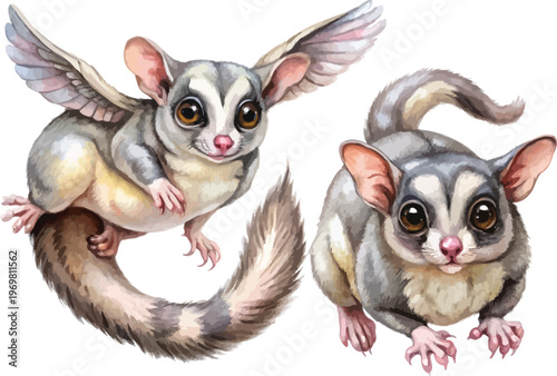 Sugar Glider Watercolor, Exotic Flying Animal Art, Isolated Vector Clipart